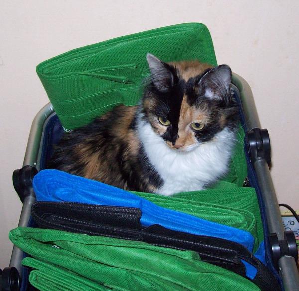 /Images/uploads/The Murphee and Sugar Angel Foundation/murpheeandsugar-pet-photo-contest-fundraiser/entries/27769thumb.jpg